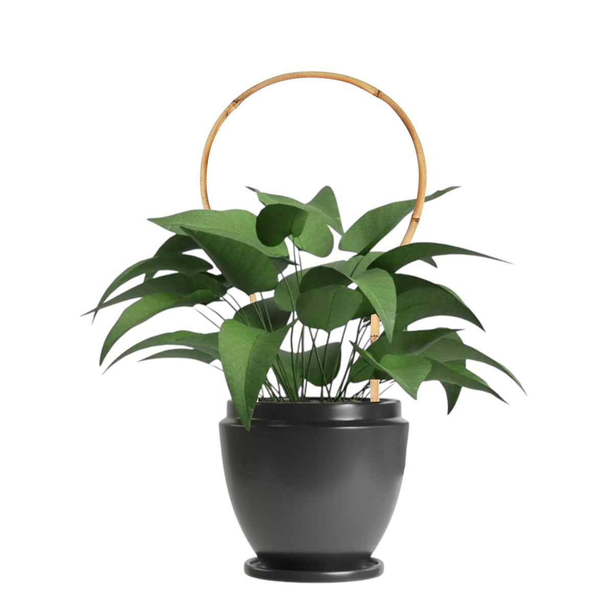 Grassen bamboo trellis for Hoya climbing indoors or outdoors