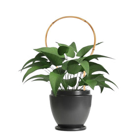 Grassen bamboo trellis for Hoya climbing indoors or outdoors