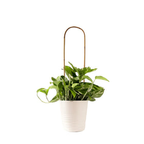 Grassen climbing vines support trellis guides ivy and pothos upward gracefully.