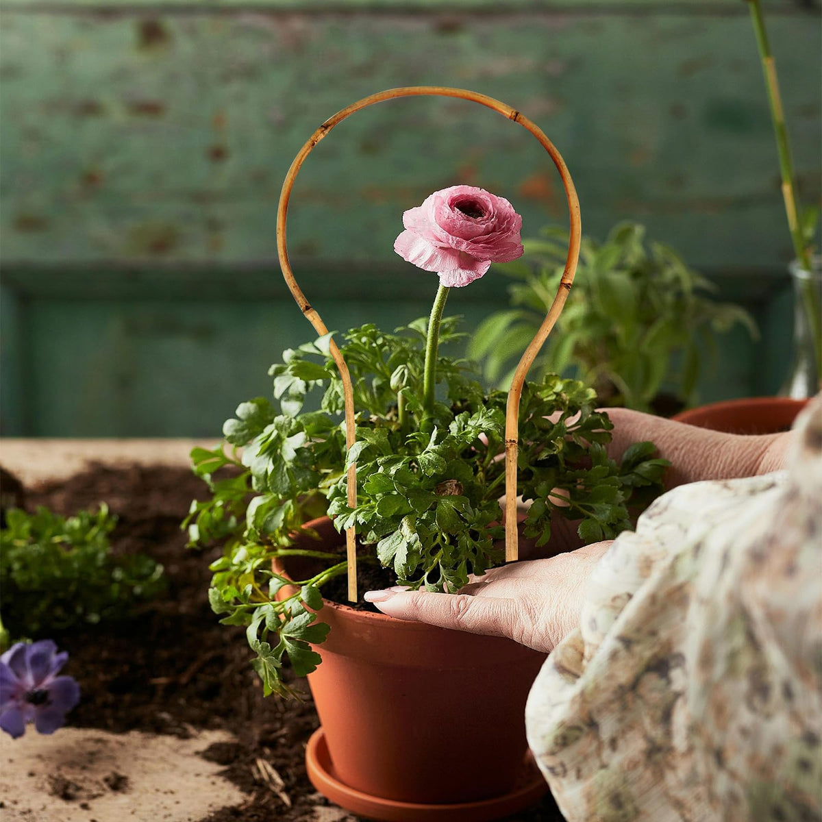 Grassen eco-friendly bamboo stakes provide durable garden support