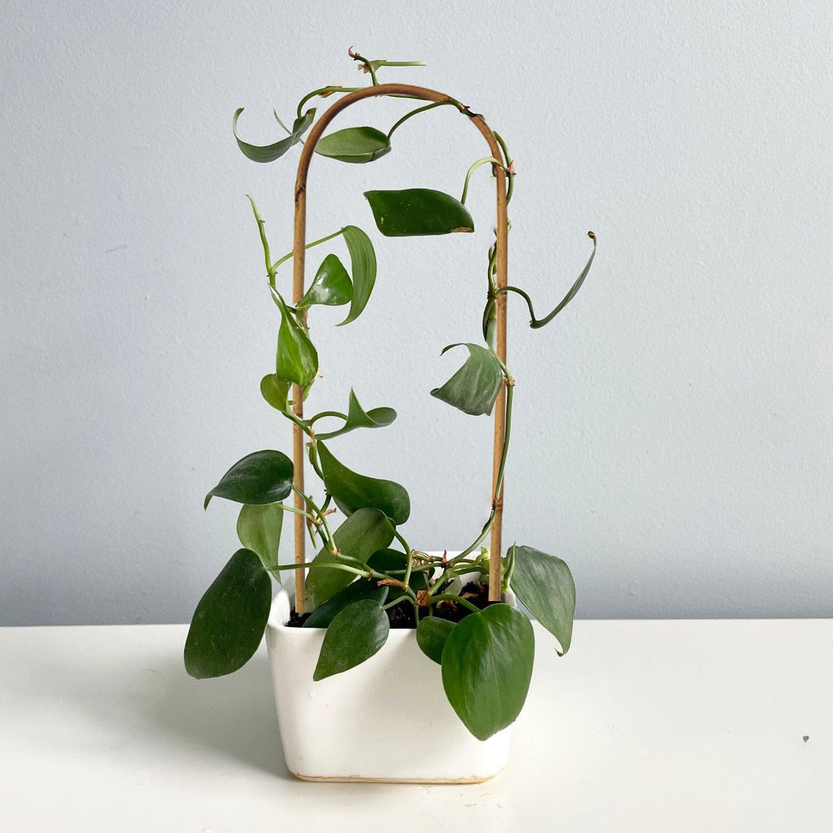 Grassen heavy-duty arch stake keeps cucumber vines neat and off the soil.