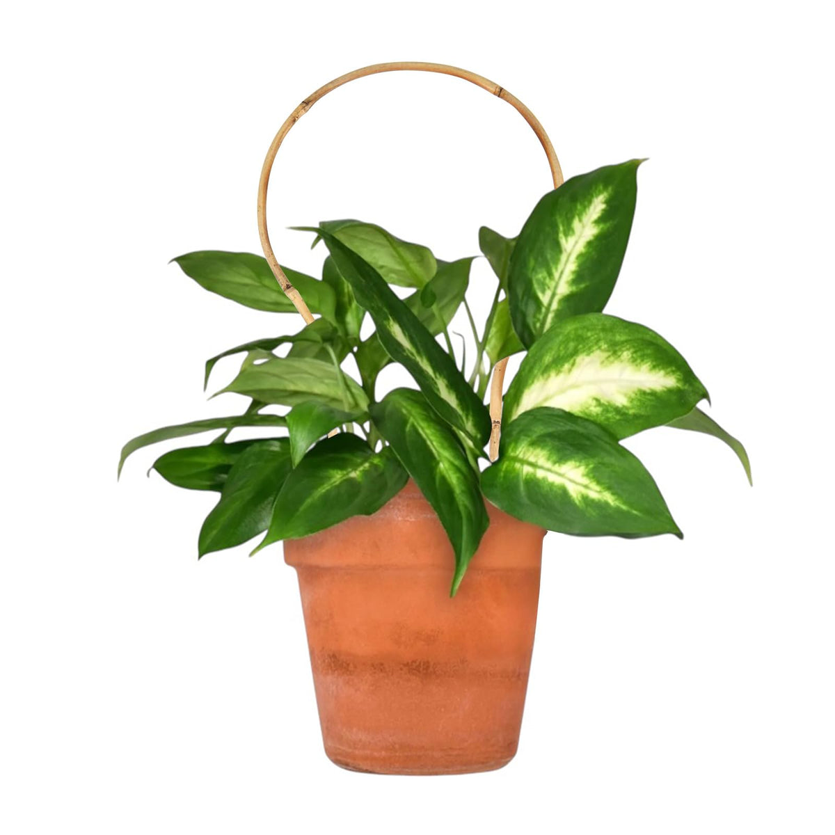 Grassen plant ties pack included with bamboo trellis