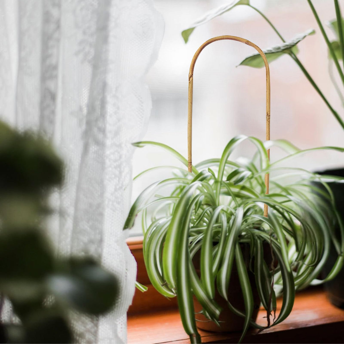 Grassen potted plant trellis for indoor and outdoor use supports various climbers.