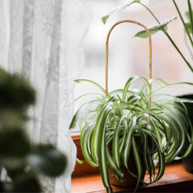 Grassen potted plant trellis for indoor and outdoor use supports various climbers.