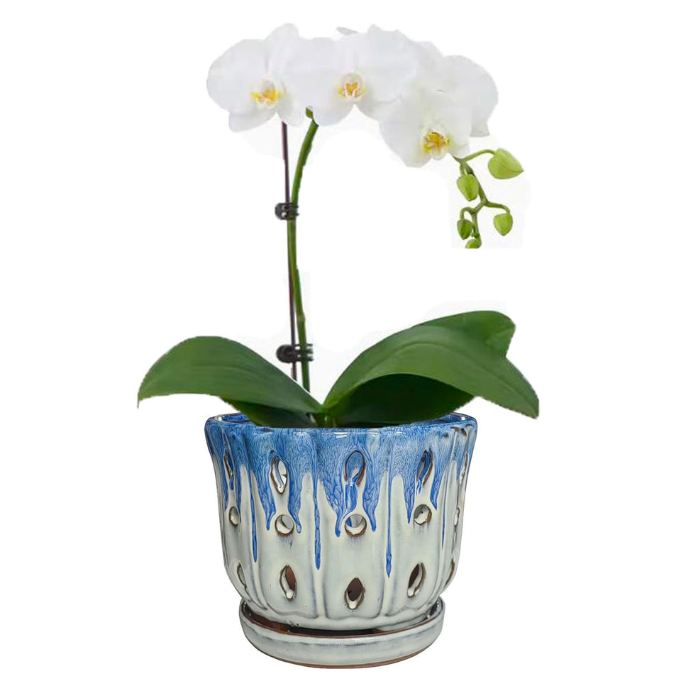 Grdthzey ceramic orchid pot with drainage hole promotes healthy root drainage.