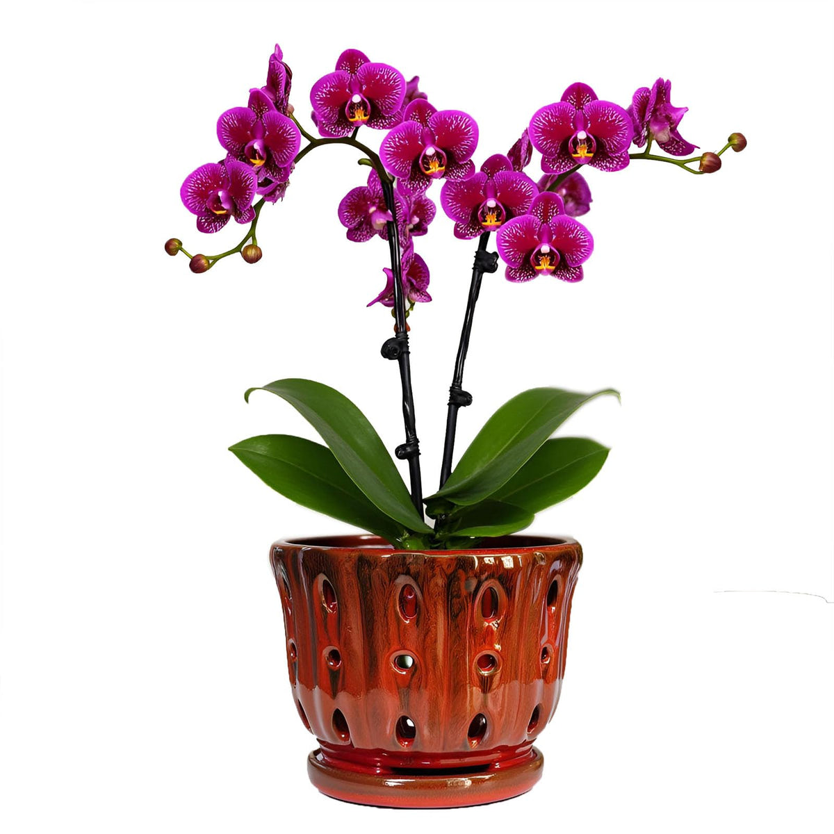 Grdthzey ceramic orchid pot with attached saucer for neat indoor drainage.