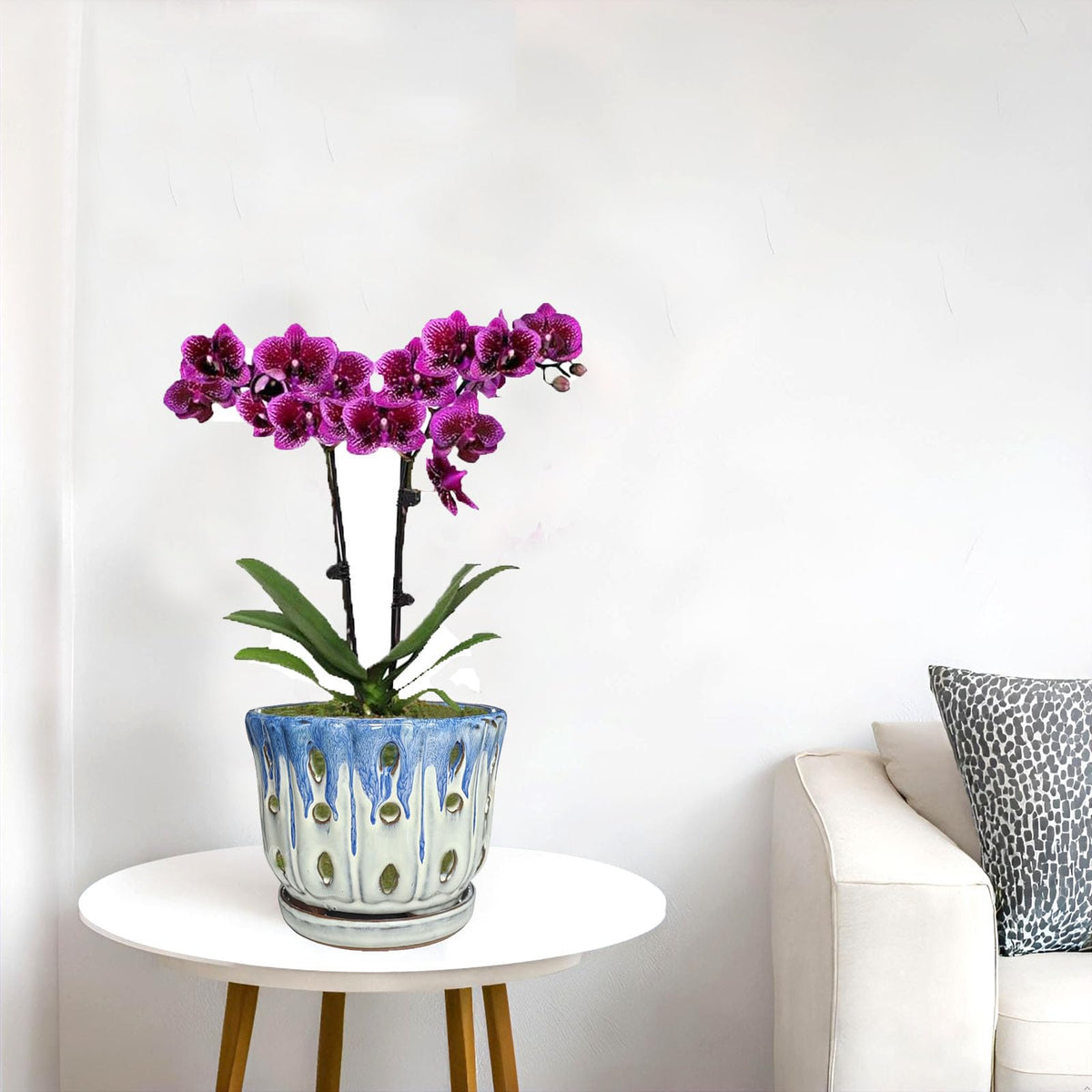 Grdthzey orchid pot with blue cover on white base enhances indoor display.