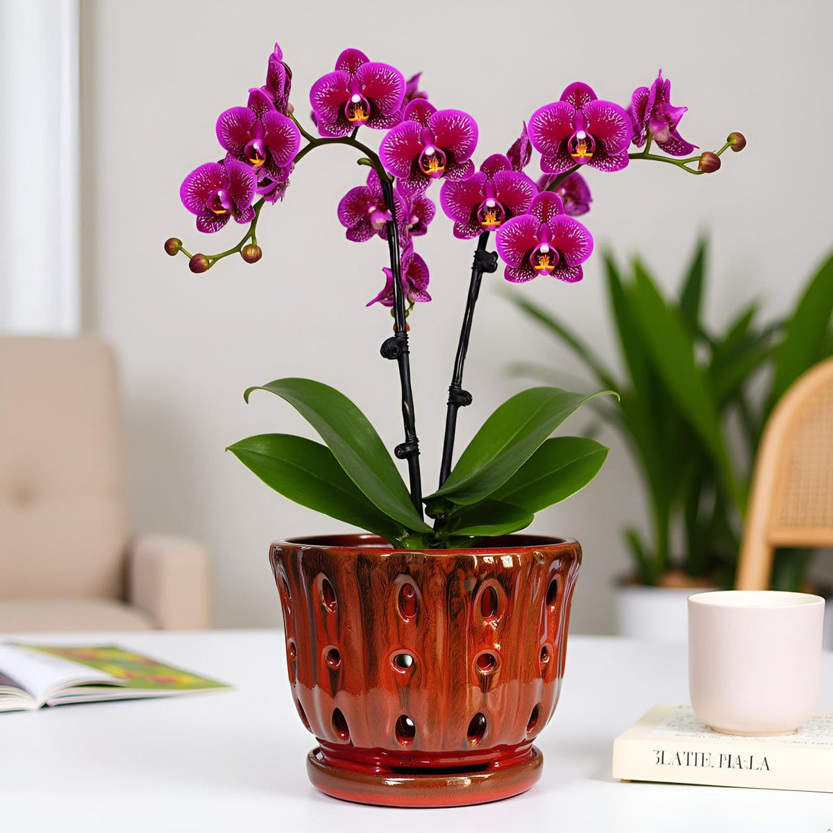 Grdthzey orchid pot shows drainage hole for easy watering control.
