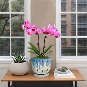 Grdthzey blue-cover ceramic pot suits kitchen or sunny ledge.