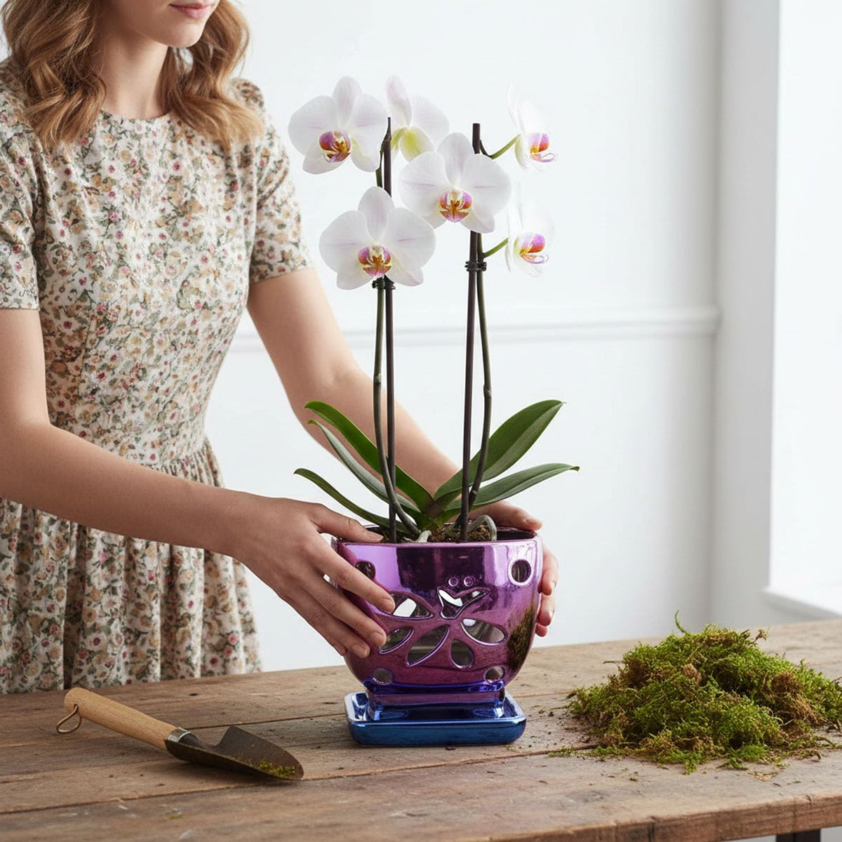 Grdthzey gift-ready purple orchid pot for family or friends.