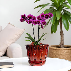 Grdthzey orchid pot measures 6 inches wide and tall for compact spaces.
