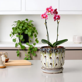 Grdthzey orchid pot ceramic texture with 4.9-inch width suits compact spaces.