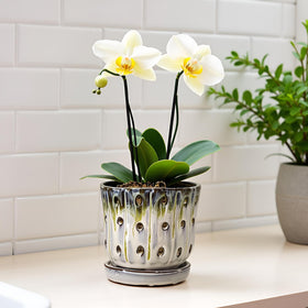 Grdthzey orchid pot skyblue-white set elevates home decor.