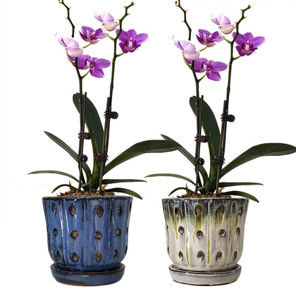 Grdthzey orchid pot front view in skyblue and white for a modern orchid display.