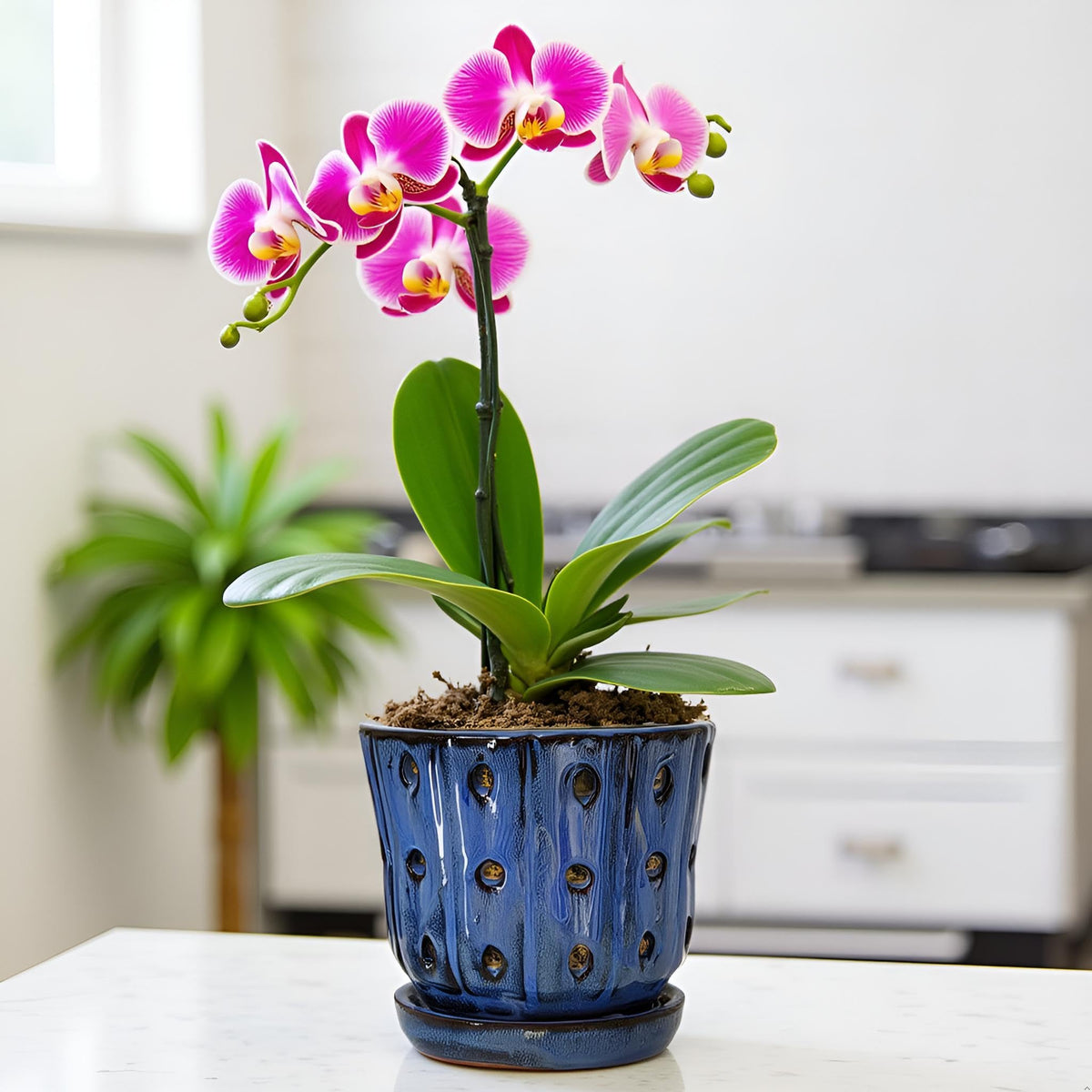 Grdthzey orchid pot surface detail highlights ceramic texture for premium look.