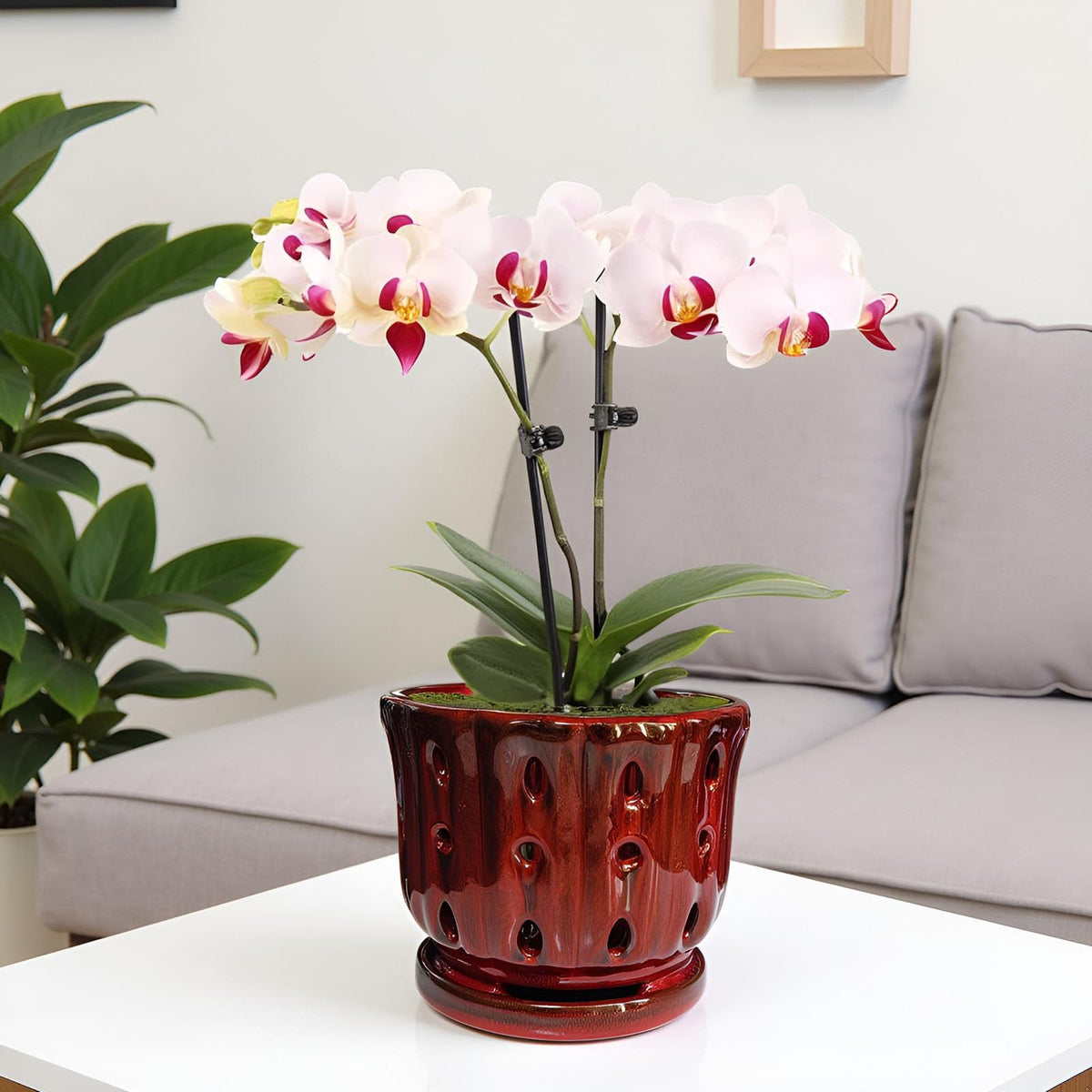 Grdthzey orchid pot ideal for window sill placement and sunny spots.