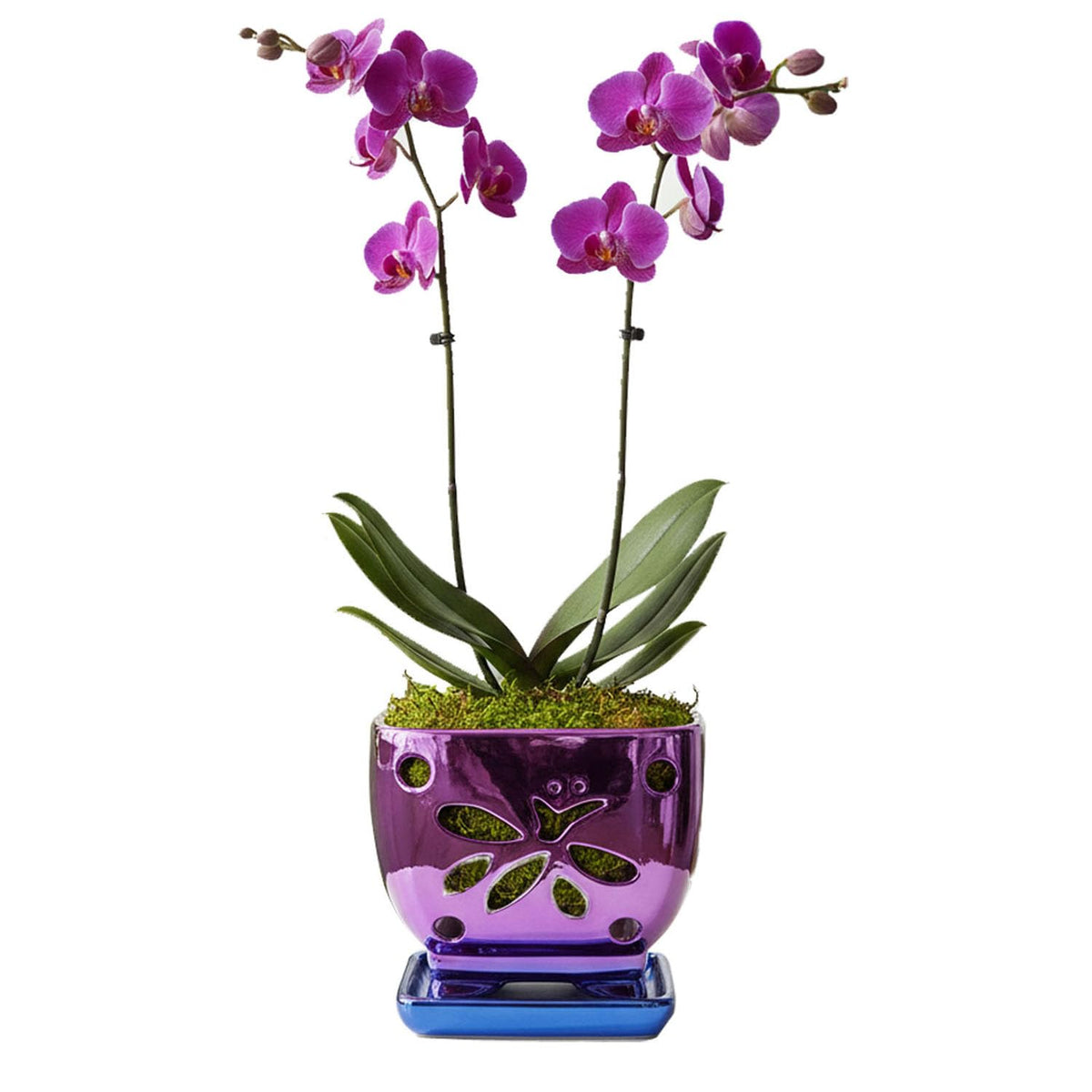 Grdthzey orchid pot with holes in purple ceramic, drainage for healthy roots.
