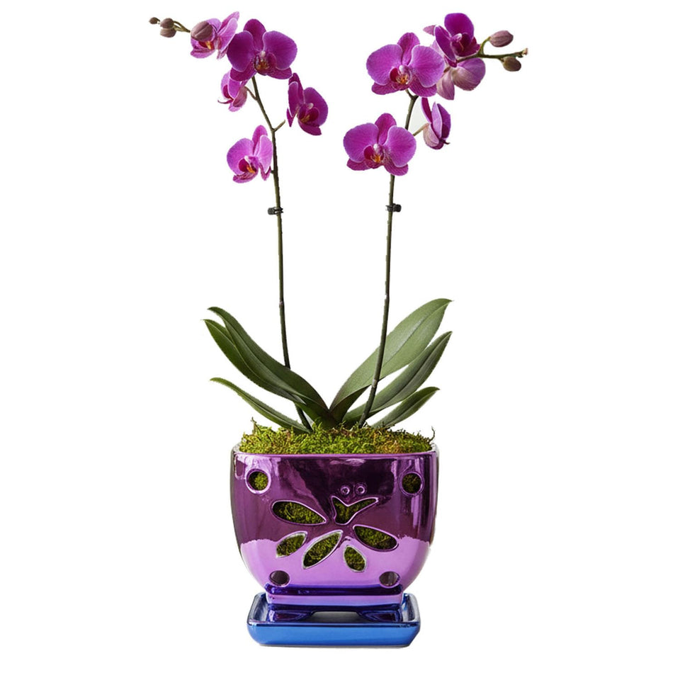 Grdthzey orchid pot with holes in purple ceramic, drainage for healthy roots.
