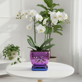 Grdthzey compact 5.5-inch orchid pot fits windowsill spaces.