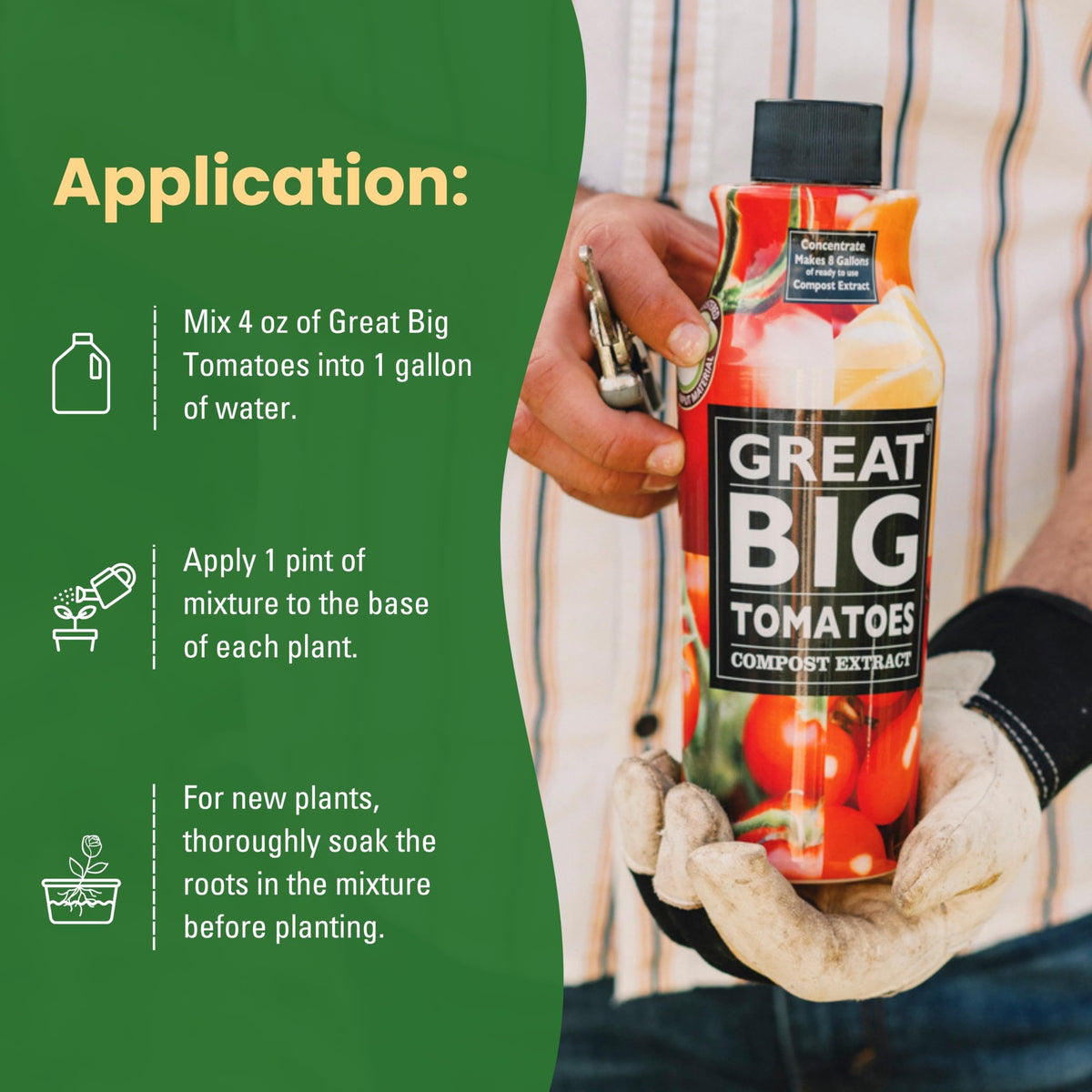 Great Big Plants vine-ripened tomatoes benefiting from enhanced nutrition.