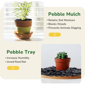 GreatBuddy Black River Rocks on a pebble tray: helps maintain plant humidity.