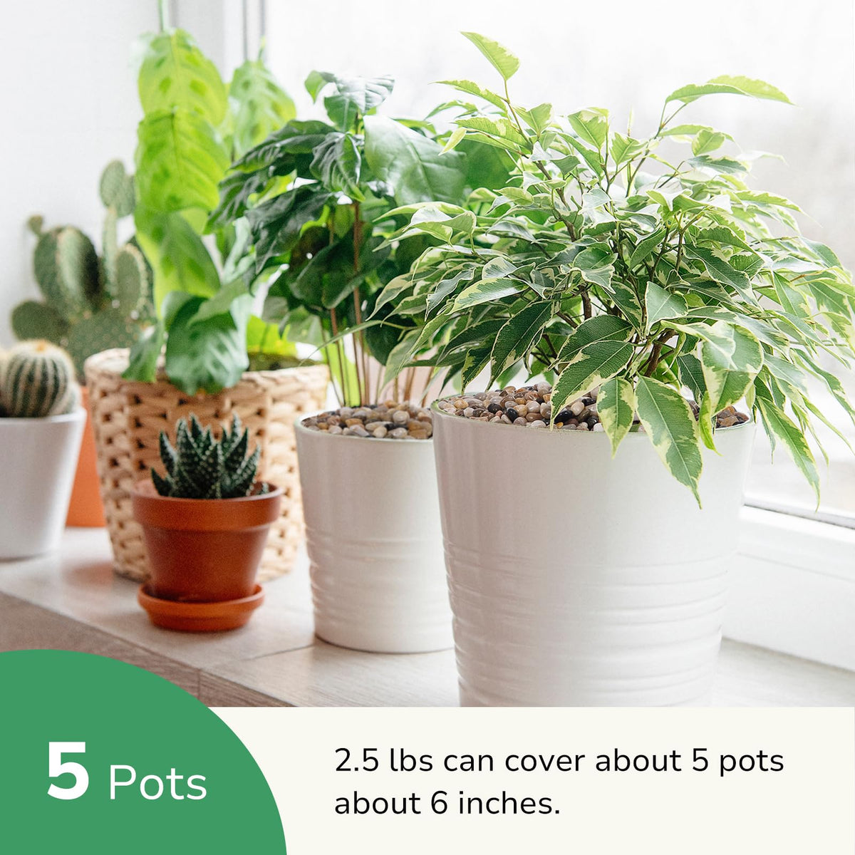 GreatBuddy succulents pebbles create neat mulch look for moisture balance
