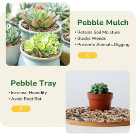 GreatBuddy terrarium drainage pebbles improve airflow and soil stability