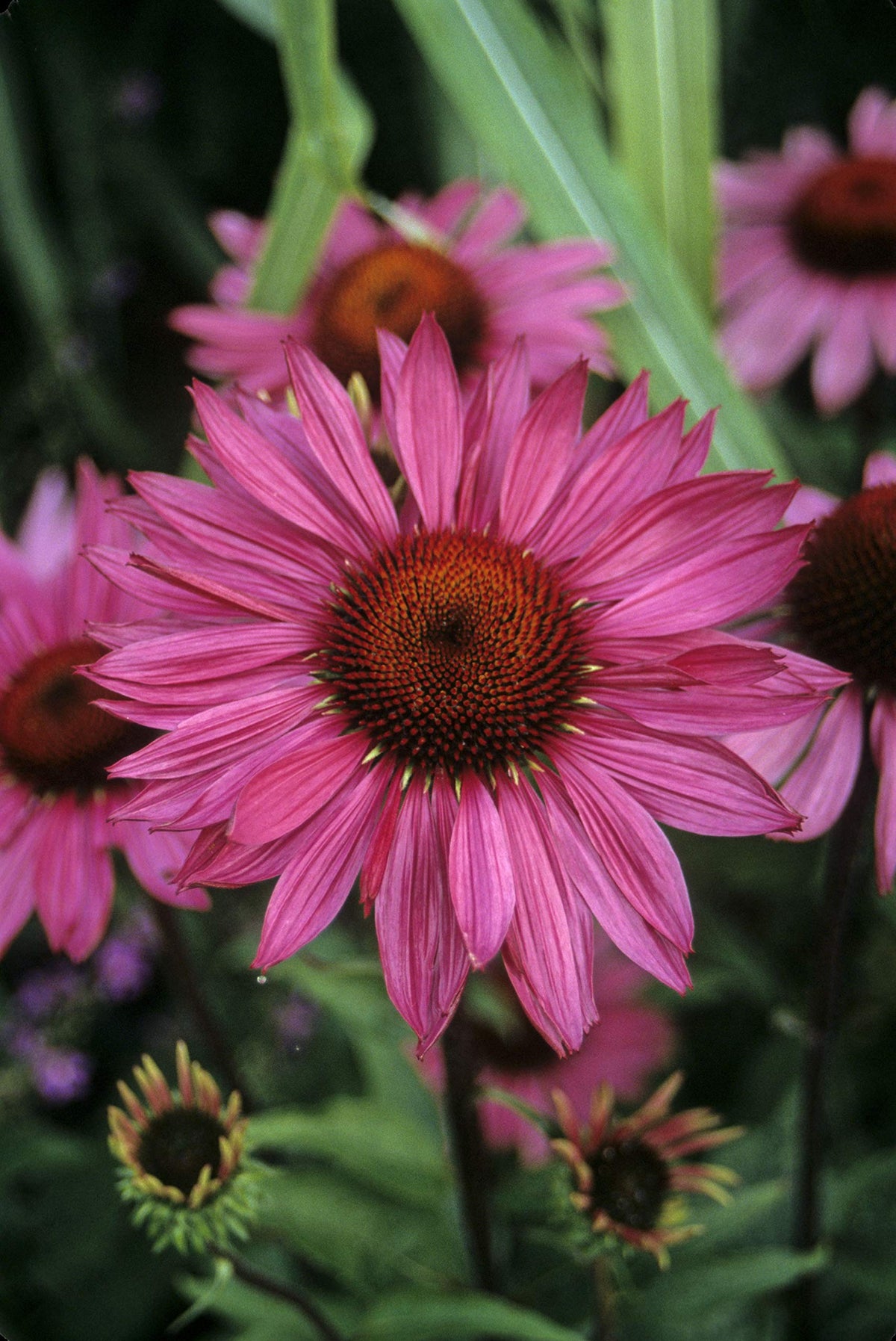 Green Promise Farms Ruby Star coneflower in bloom attracts pollinators.