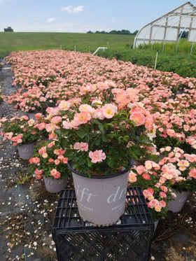 Drift Roses Peach Drift in winter dormancy period