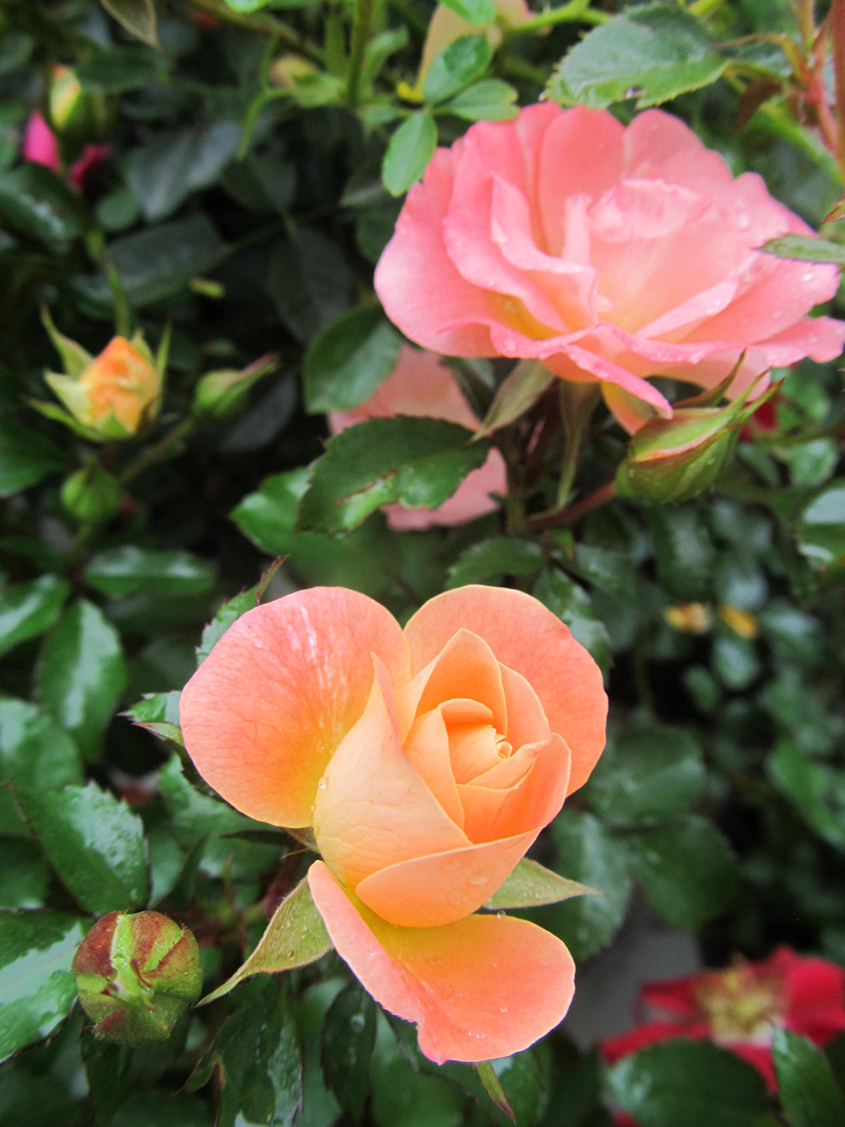 Double peach blooms of Green Promise Farms Drift Roses Peach Drift