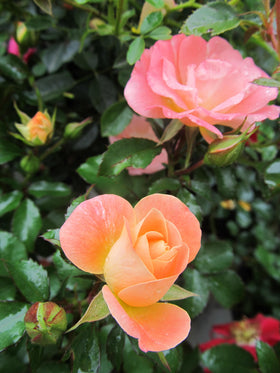 Double peach blooms of Green Promise Farms Drift Roses Peach Drift