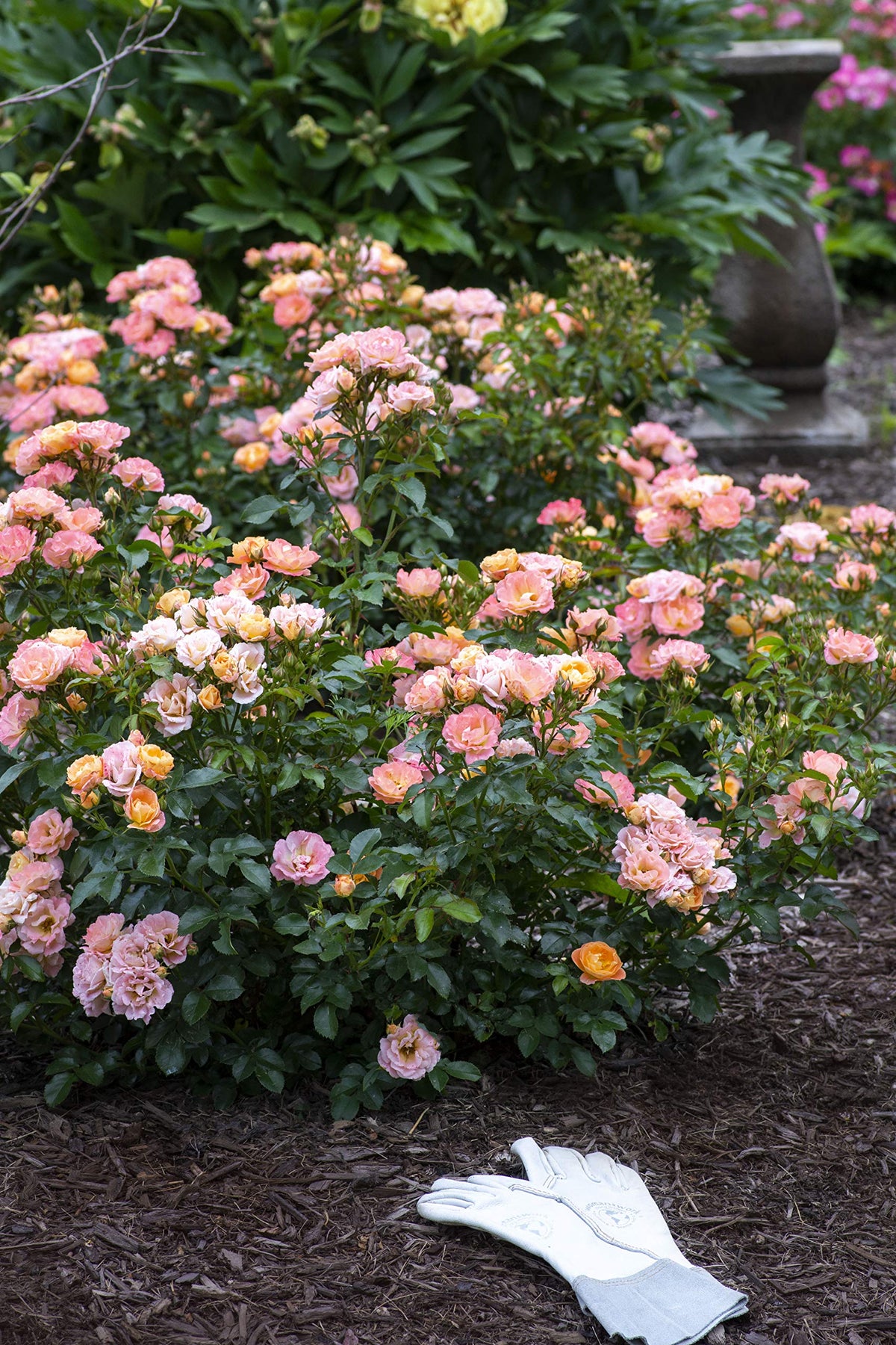 Drift Roses Peach Drift thriving in full sun display