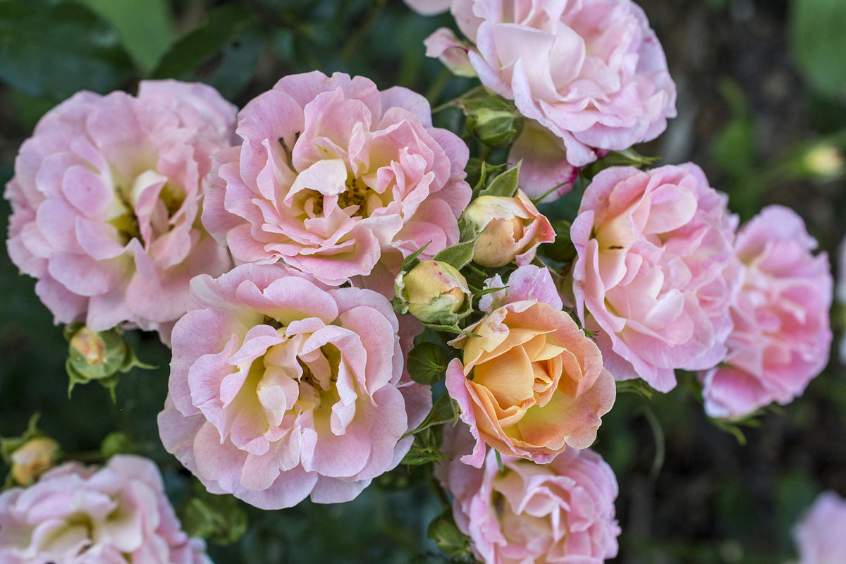 Glossy foliage of Green Promise Farms Drift Roses Peach Drift