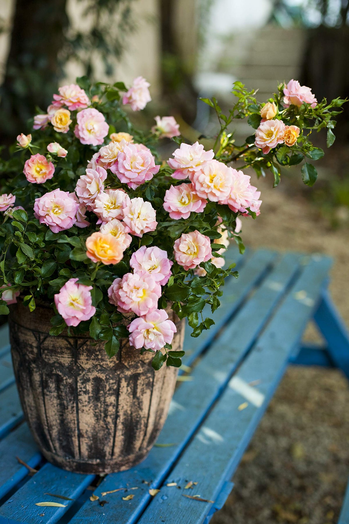 Late spring bloom from Green Promise Farms Drift Roses Peach Drift