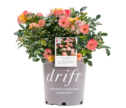 Green Promise Farms Drift Roses Peach Drift plant in 2-gallon pot ready to plant