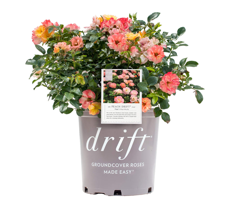 Green Promise Farms Drift Roses Peach Drift plant in 2-gallon pot ready to plant