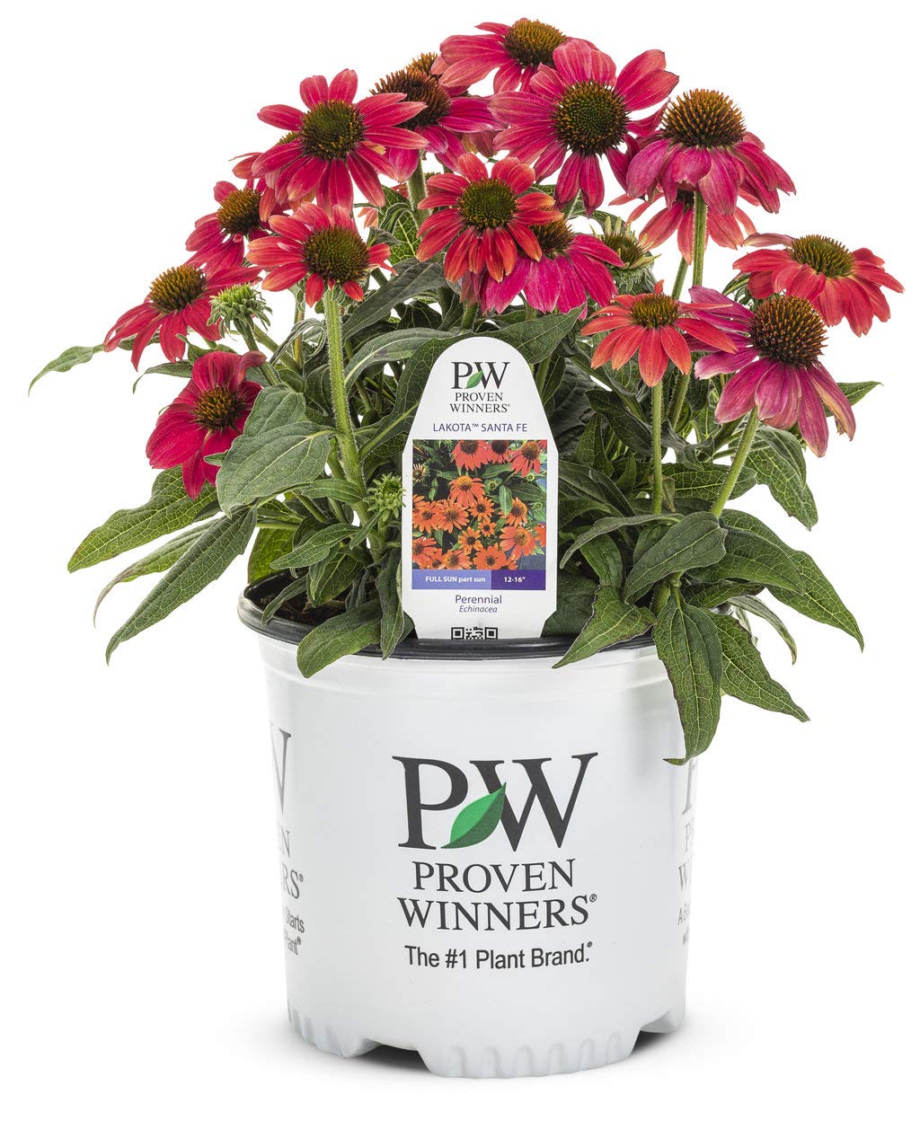 Green Promise Farms Echinacea Lakota Santa Fe bloom attracts pollinators.
