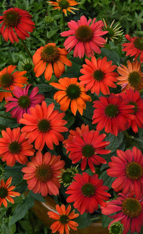 Green Promise Farms Echinacea Lakota Santa Fe close-up petals showcase vibrant color for beds.