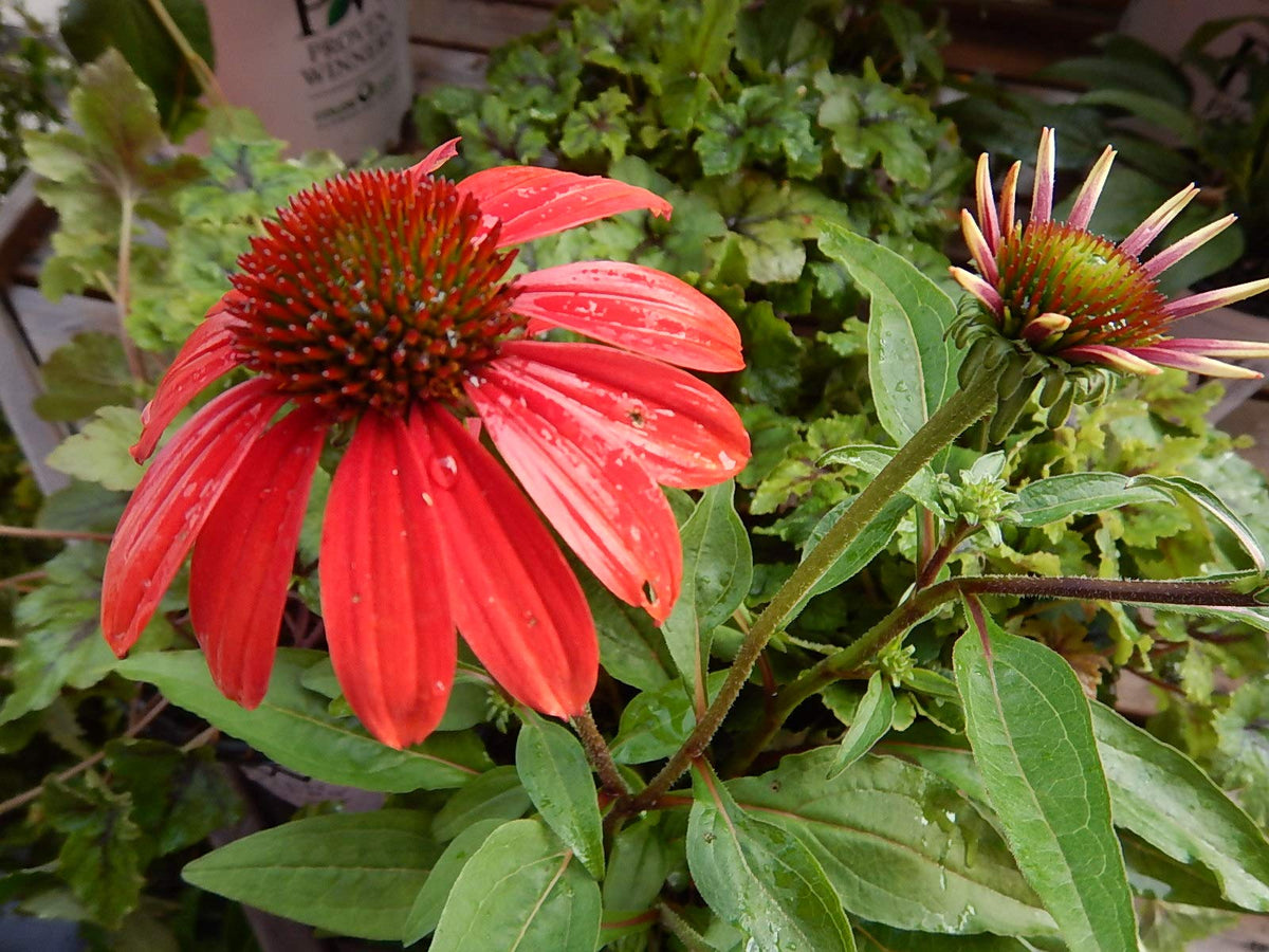 Green Promise Farms Echinacea Lakota Santa Fe in container adds a bright focal point.
