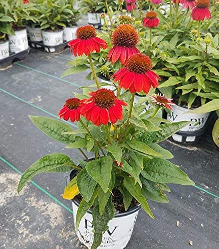 Green Promise Farms Echinacea Lakota Santa Fe drought-tolerant bloom for dry beds.