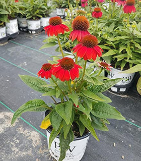 Green Promise Farms Echinacea Lakota Santa Fe drought-tolerant bloom for dry beds.