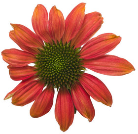 Green Promise Farms Echinacea Lakota Santa Fe garden spot attracts butterflies.