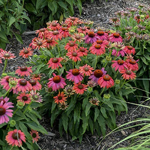 Green Promise Farms Echinacea Lakota Santa Fe pollinator-friendly in sunny borders.