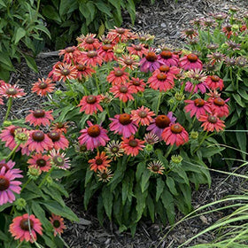 Green Promise Farms Echinacea Lakota Santa Fe pollinator-friendly in sunny borders.