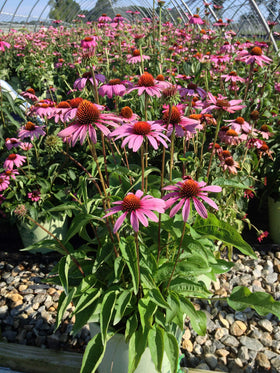 Ruby Star coneflower in a sunny garden adds color and wildlife.