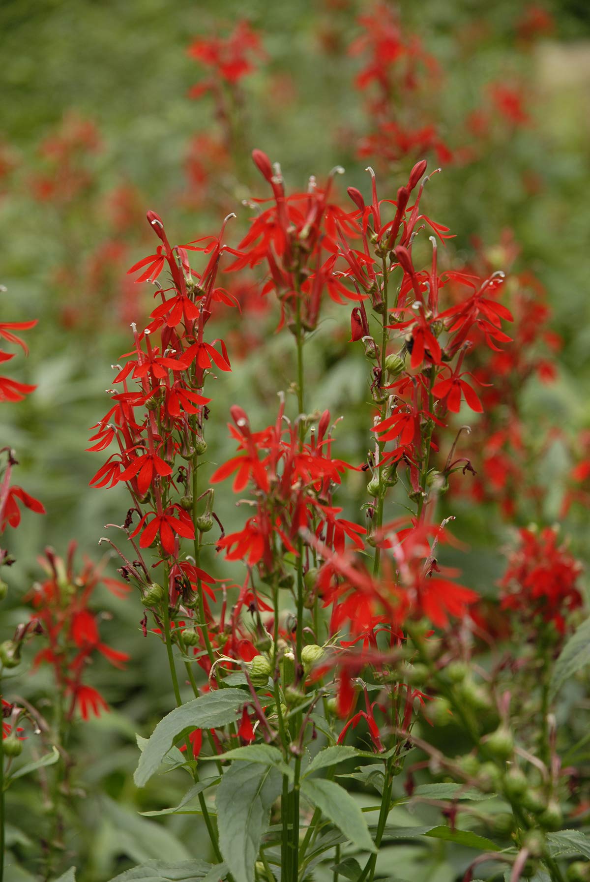 Green Promise Farms Lobelia cardinalis blooms attract hummingbirds and butterflies.