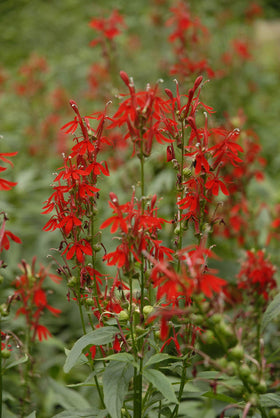 Green Promise Farms Lobelia cardinalis blooms attract hummingbirds and butterflies.