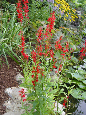Green Promise Farms Cardinal Flower foliage creates a lush backdrop for moist beds.