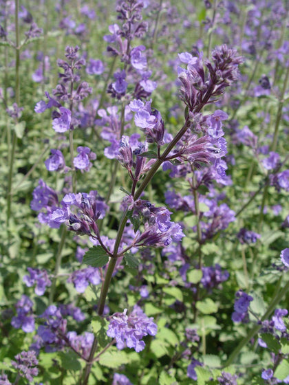 Green Promise Farms Nepeta Blue Wonder bloom cluster with lavender-blue flowers attracting butterflies.