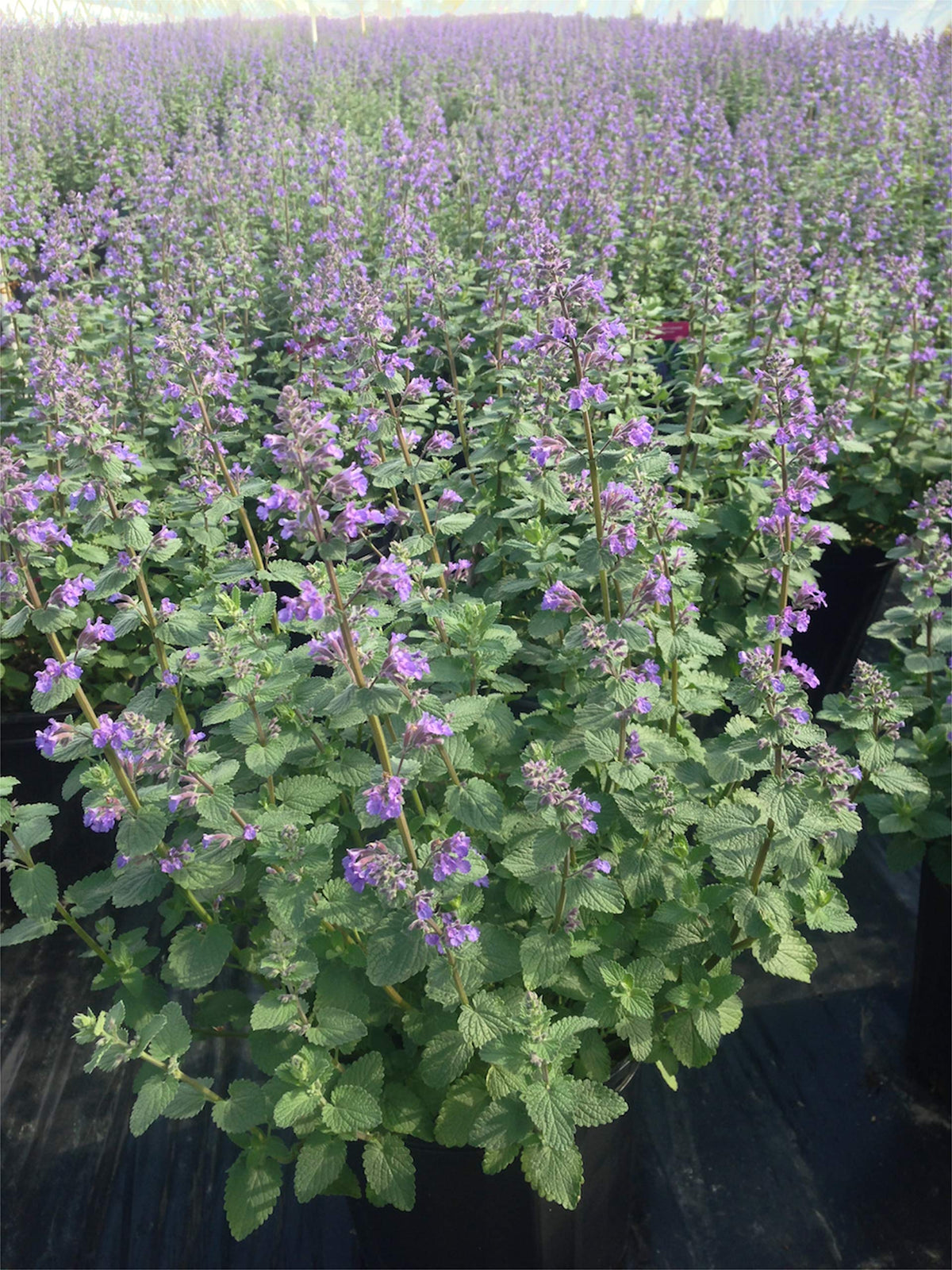 Green Promise Farms Nepeta Blue Wonder silvery foliage, drought-tolerant groundcover for borders.